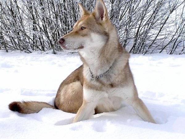 Usko chien-loup de saarloos - Mâle (4 ans)