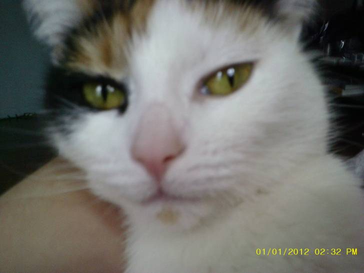 Cookies - (3 ans)