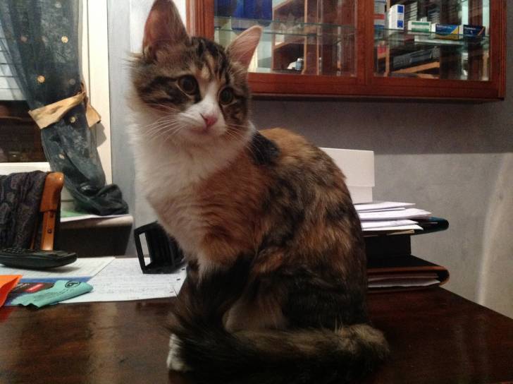 Belushi - (5 mois)