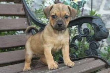 Lucky - Mâle (10 mois)
