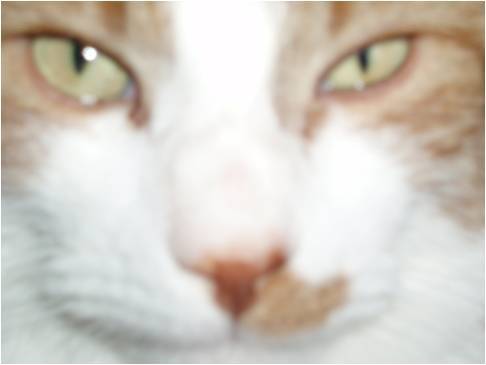 Mitaine - Mâle (5 ans)