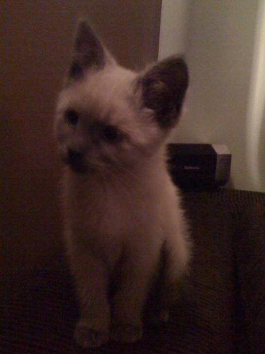 catsou - (4 mois)