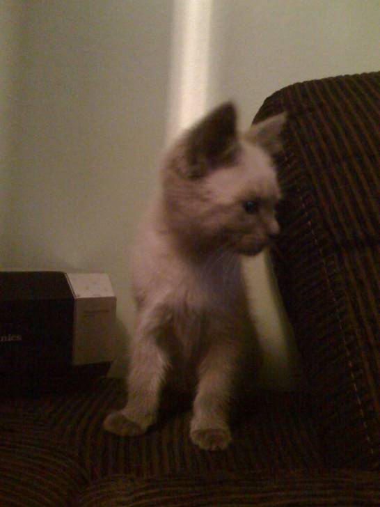 catsou - (4 mois)