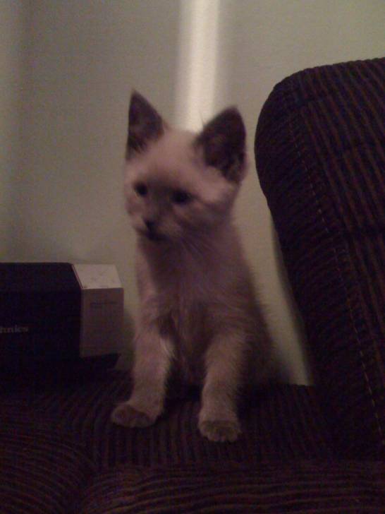 catsou - (4 mois)