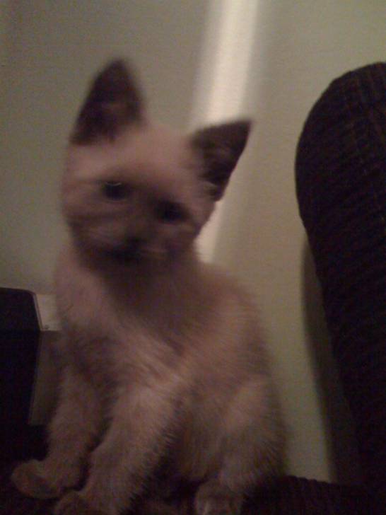catsou - (4 mois)