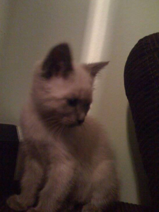 catsou - (4 mois)