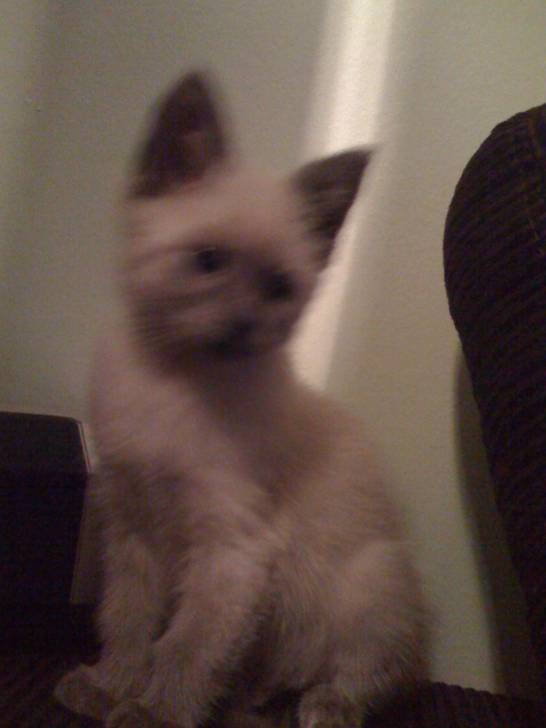 catsou - (4 mois)