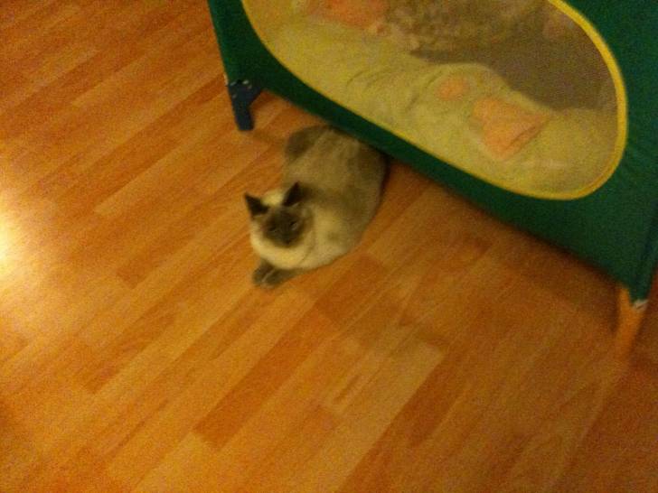 catsou - (4 ans)