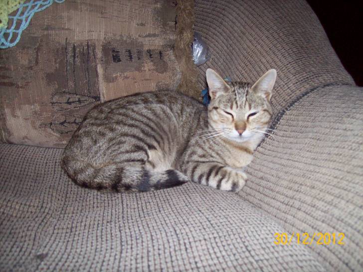 Felina - (10 mois)
