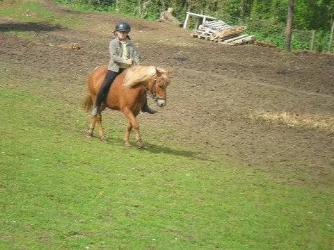 Papillon - Mâle (6 ans)