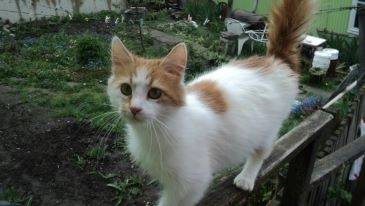 polly - (11 mois)