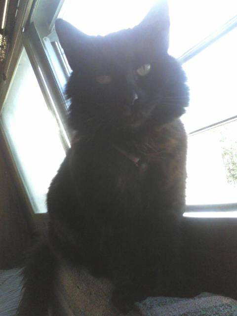 Angel Kitty - (2 ans)