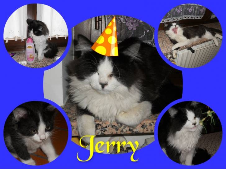 Jerry - Mâle (8 mois)