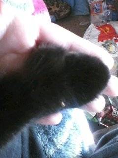 Angel's Paws - (2 ans)