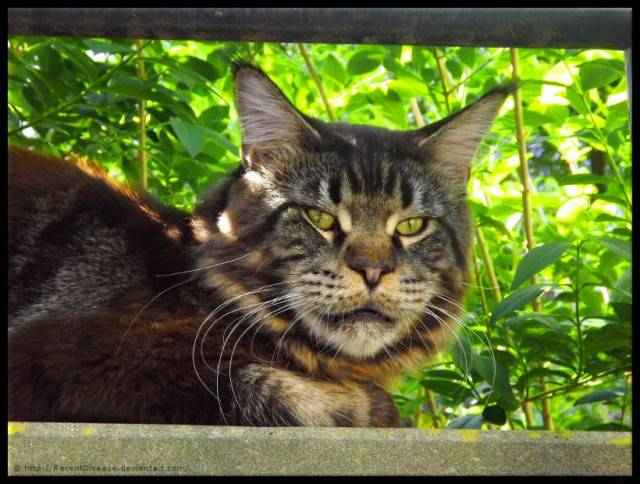 Somacoons Gibson - Mâle (1 an)