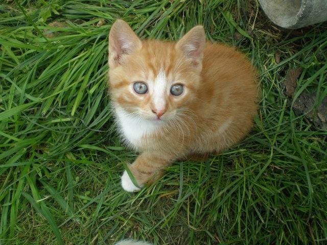 KittyKate -