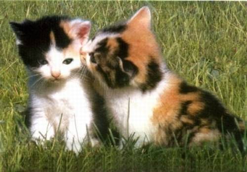 gattini - (1 mois)