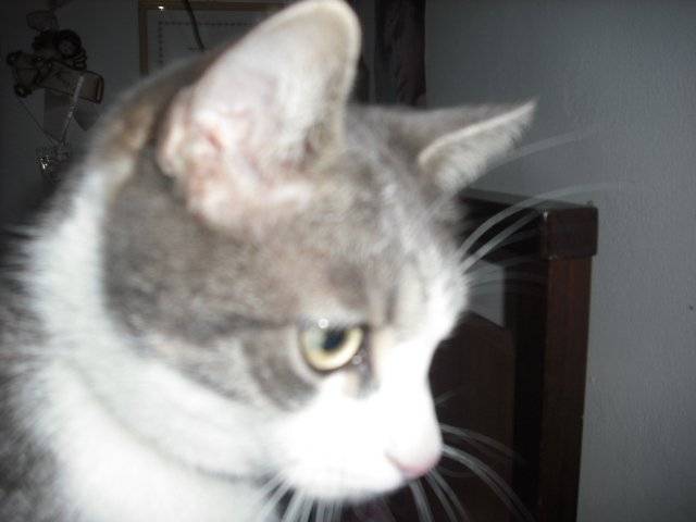 stefyyy - Mâle (3 ans)