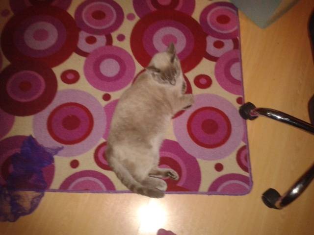 mon proteger - (3 ans)