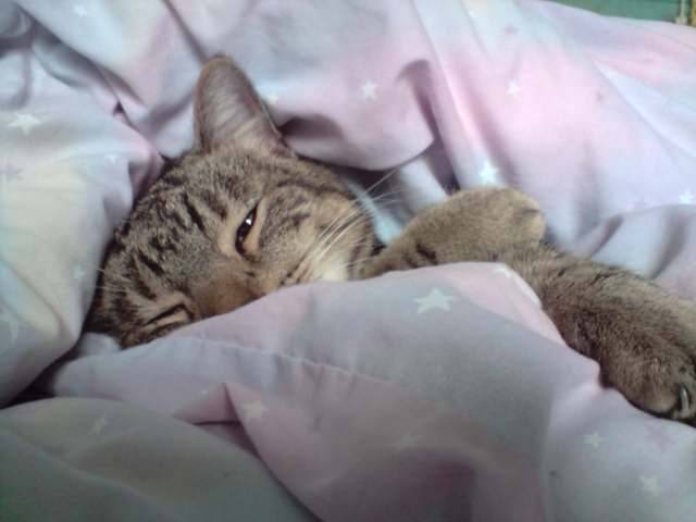 Bouba - Mâle (10 ans)