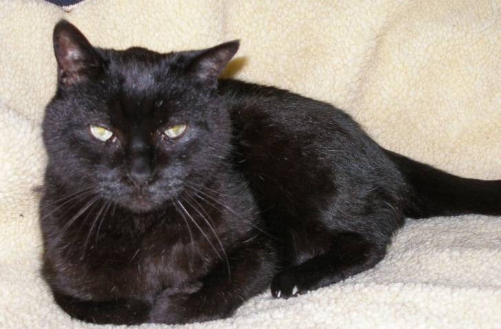 sammy - Mâle (6 ans)