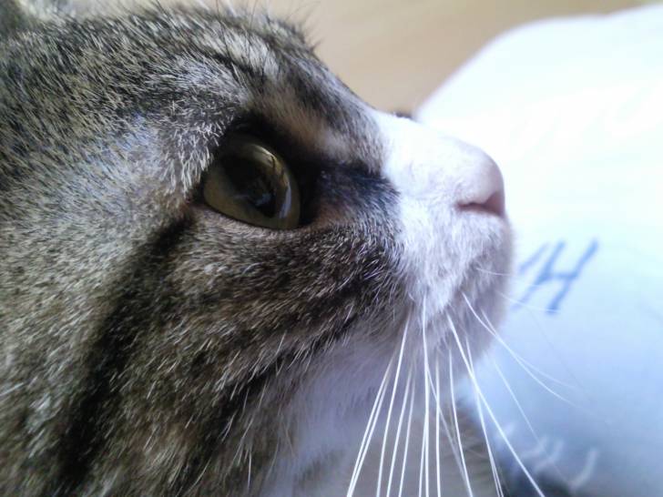 Hella - (3 ans)