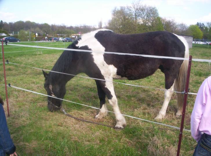 hengst - (1 mois)