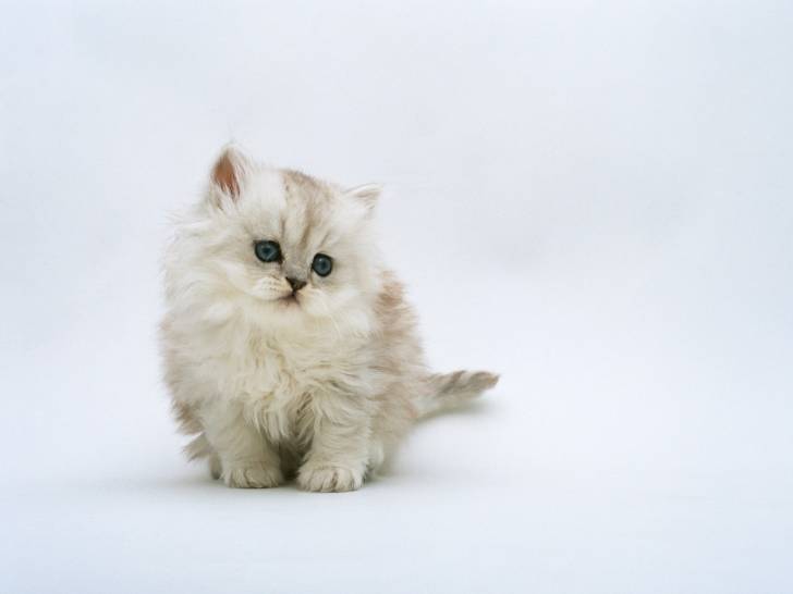 Gattino *w* -