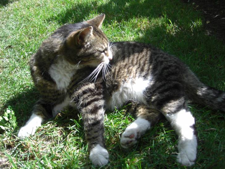 Momo - Mâle (4 ans)