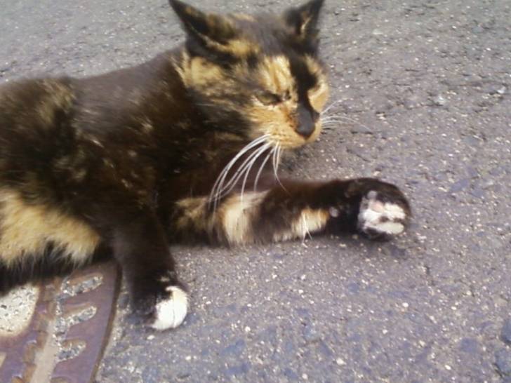 Ginger - (5 ans)