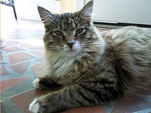 Athena Artemis June - (8 mois)
