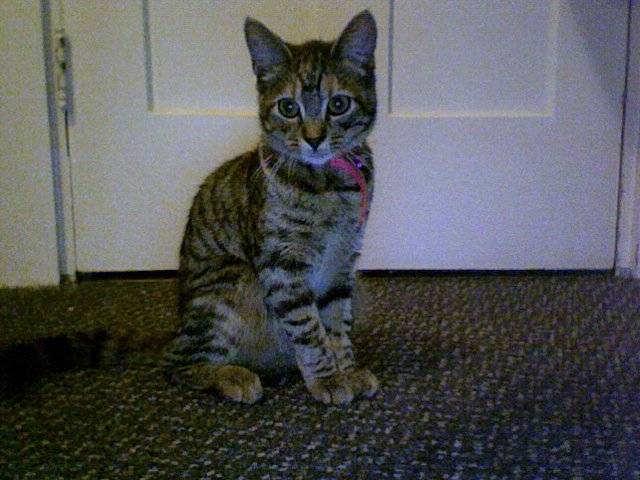 Nikki - (3 ans)