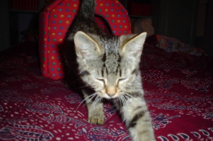 bambou - (4 mois)