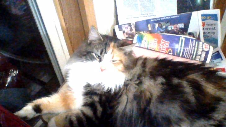 Princess (Foster Cat) -