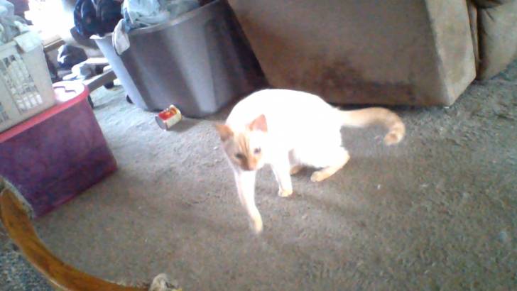 Snowball - Mâle (3 ans)