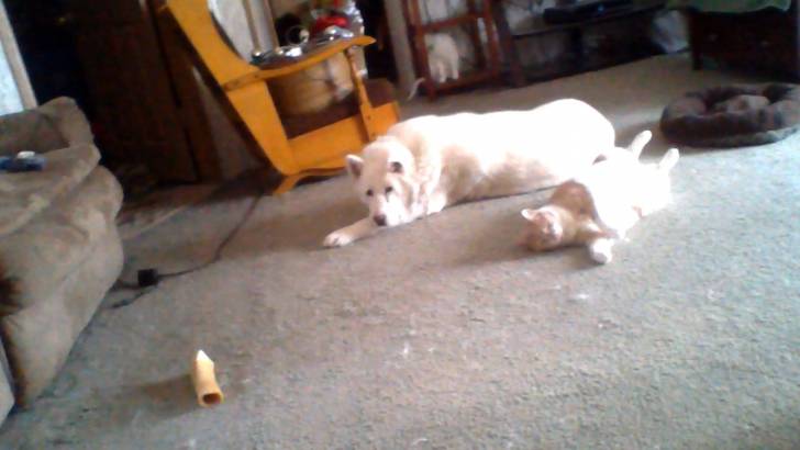 Babe(Dog) Buffy(Cat) - Mâle (11 ans)