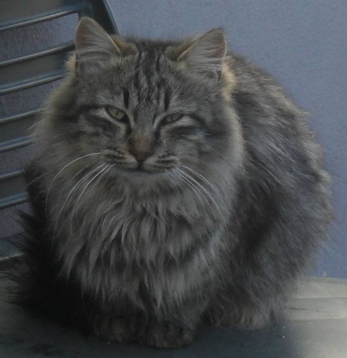 Micia(1) - (11 ans)