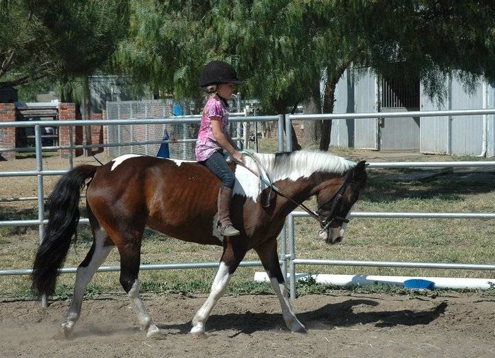 Bob - Mâle (6 ans)