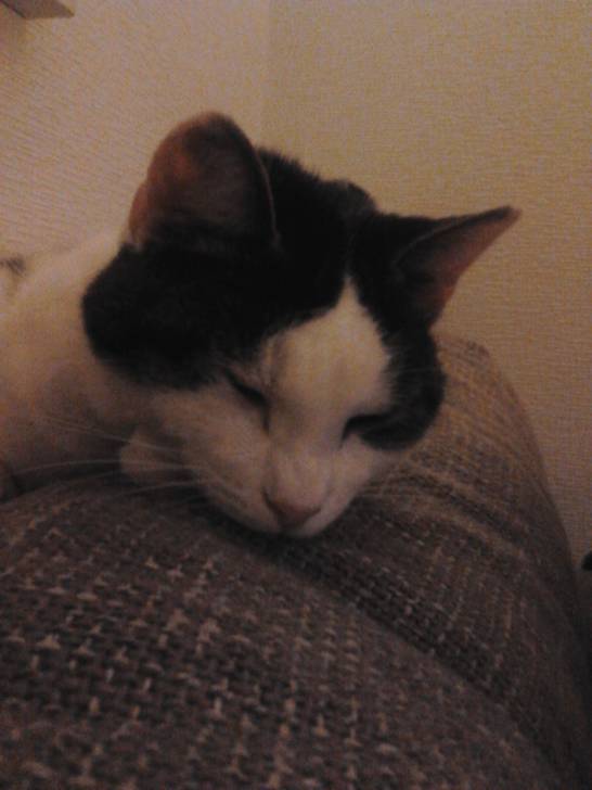 Phoebe - (9 ans)