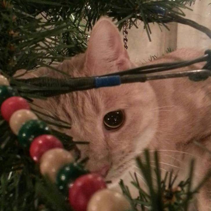 Fred - (2 ans)