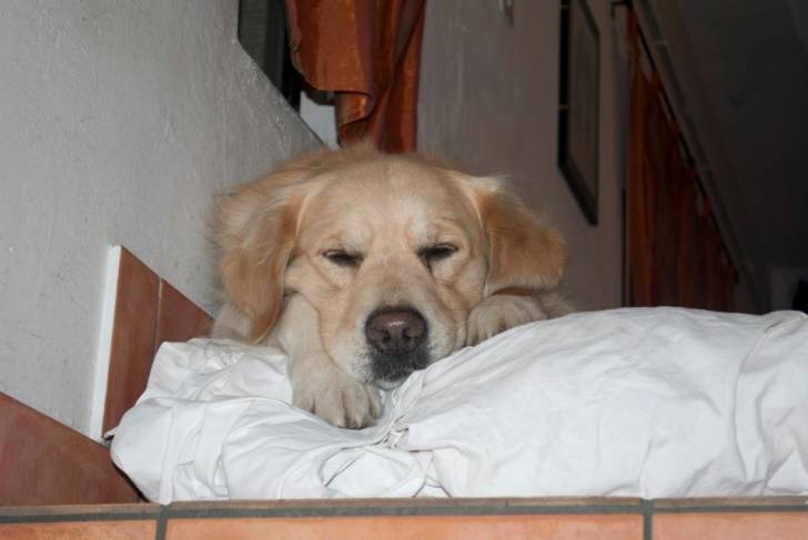 Hubert - Cane Paratore Mâle (8 ans)