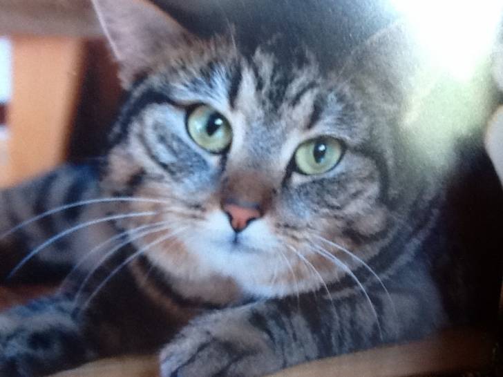 Nelly - (3 ans)