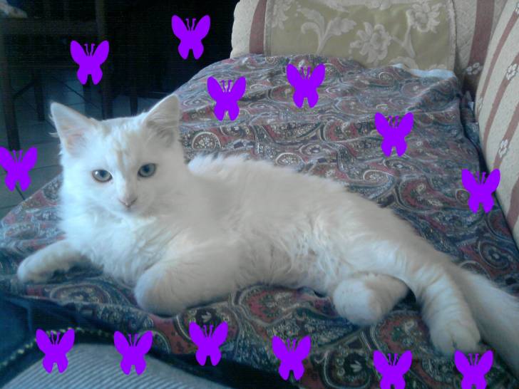 Micio - Mâle (2 ans)