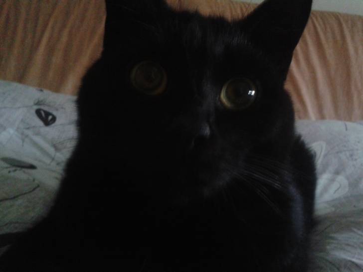 Jasper - Mâle (3 ans)