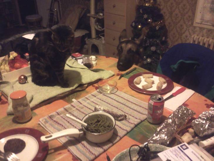 Tigrou et Clan à table - Mâle (10 ans)