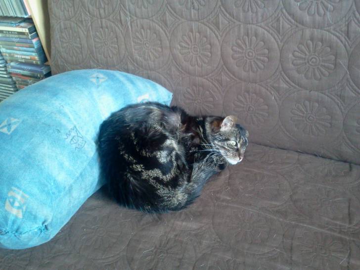 Tigrou sur le canapé - Mâle (11 ans)