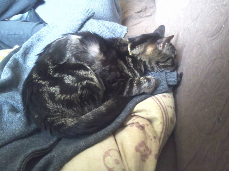 Tigrou sur le pull et la couette - Mâle (11 ans)