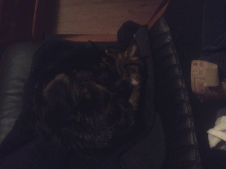Tigrou fait la sieste - Mâle (10 ans)