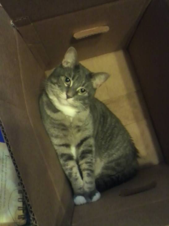 Nala -