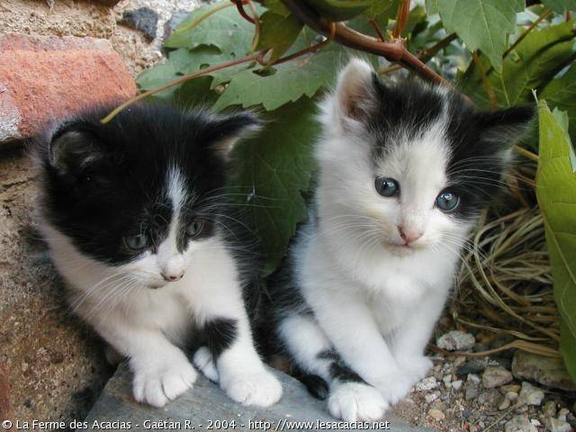 Tigrou et Maxou - Mâle (4 mois)